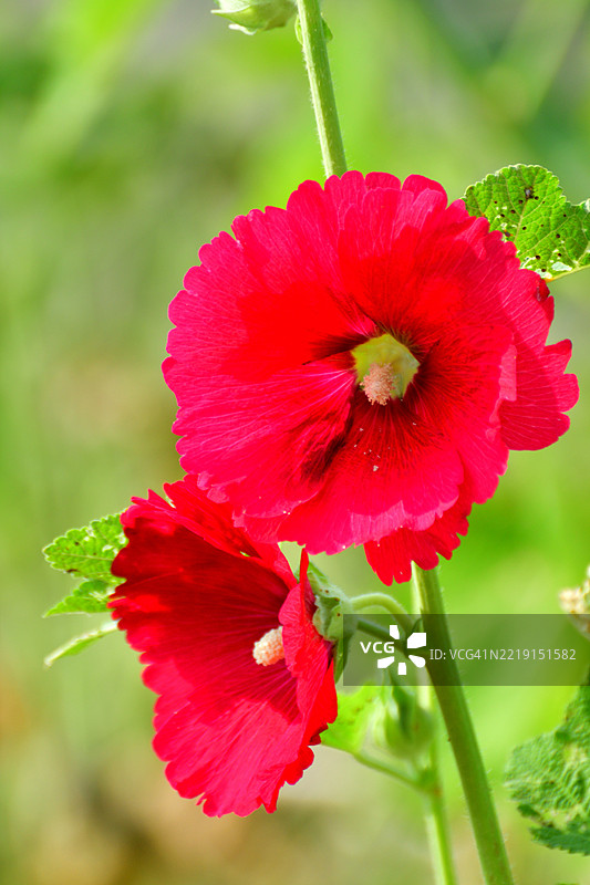 锦葵 / 蜀葵：高大直立的茎，开着大型多彩的碟形花朵图片素材
