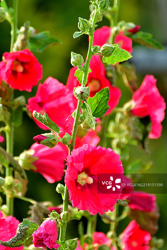锦葵 / 蜀葵：高大直立的茎，开着大型多彩的碟形花朵图片素材