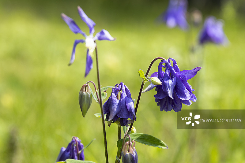 常见的凤仙花图片素材
