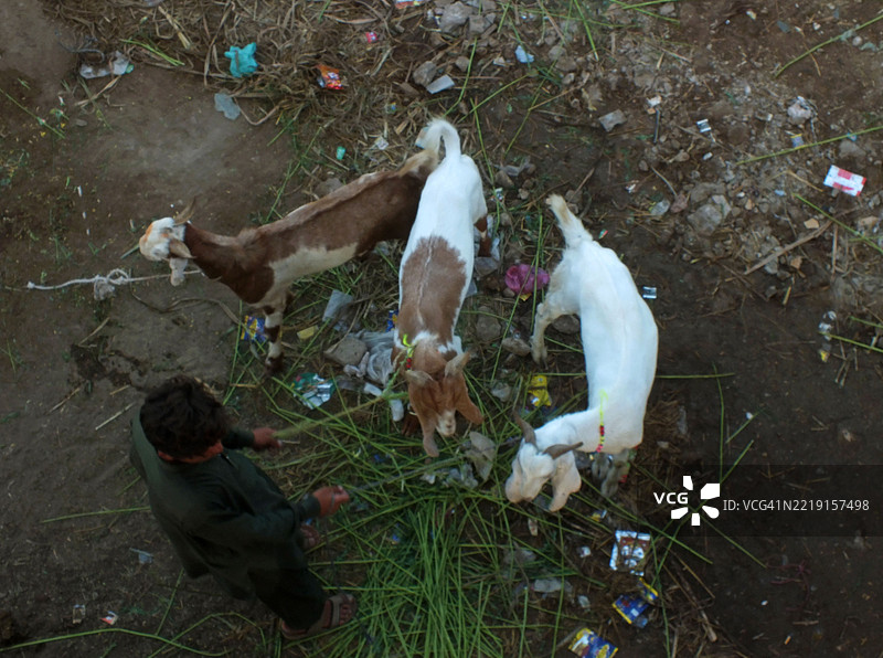 人们忙着在牛市购买祭祀用的动物图片素材