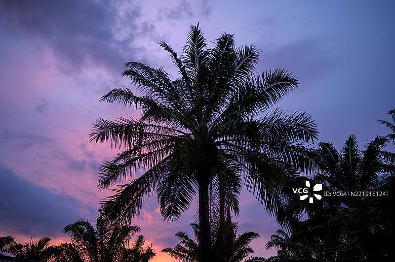山丘上的棕榈树在日落时分剪影，天空留有空白。岛屿与戏剧性的天空背景。图片素材