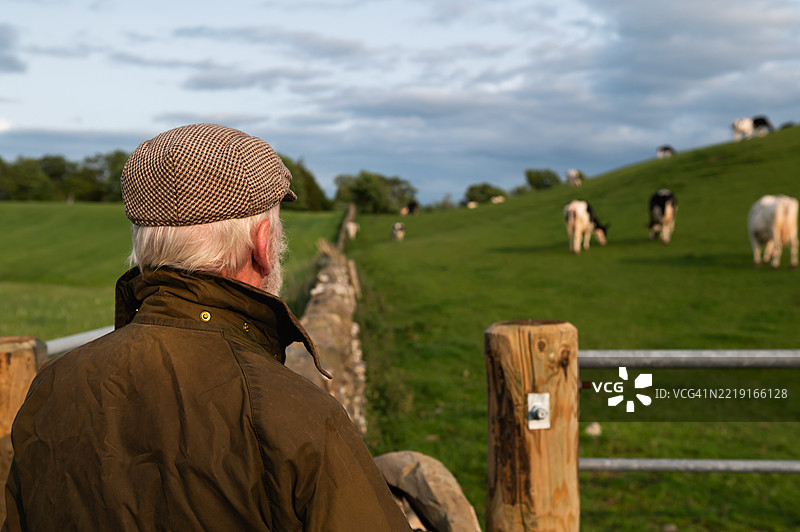成熟的农民在田野里观察奶牛图片素材