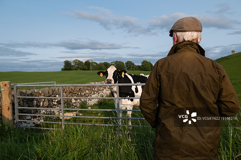 成熟的农民在田野里观察一头奶牛图片素材