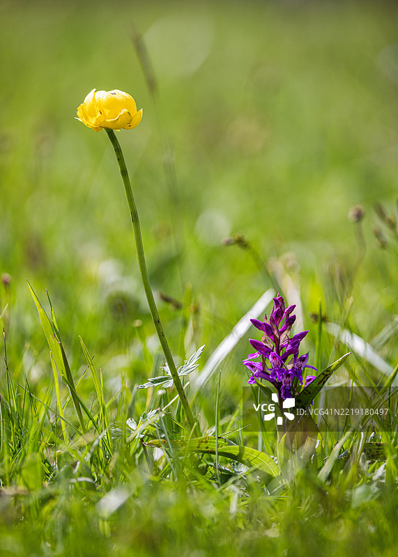 盛开的球花和宽叶沼泽兰的特写图像图片素材