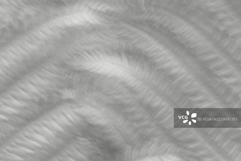 蕨类植物 - 抽象叶子图片素材