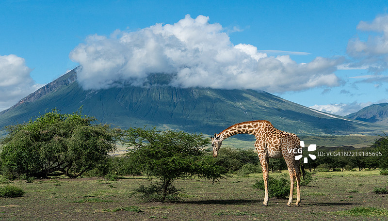在神山之下喂养图片素材