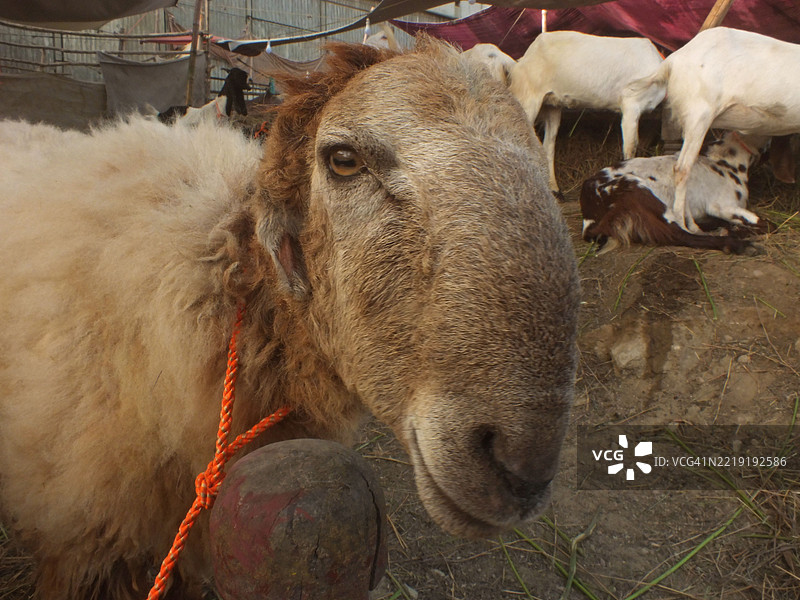 人们忙于在牛市购买祭祀用的动物图片素材