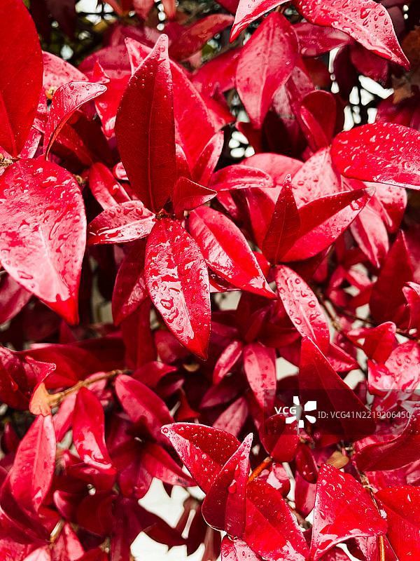 鲜艳的红叶在清新的雨后闪烁着水滴图片素材