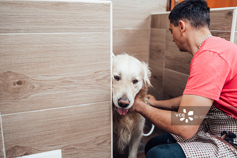 兽医在诊所为金毛寻回犬洗澡图片素材