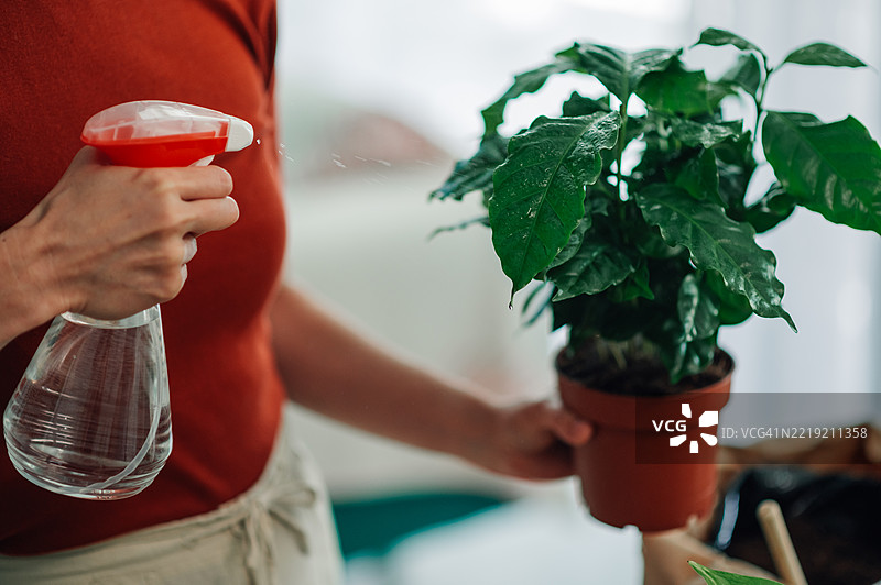 女人在家中给咖啡植物的叶子喷水图片素材