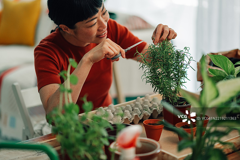 女性在家中照顾香草植物图片素材