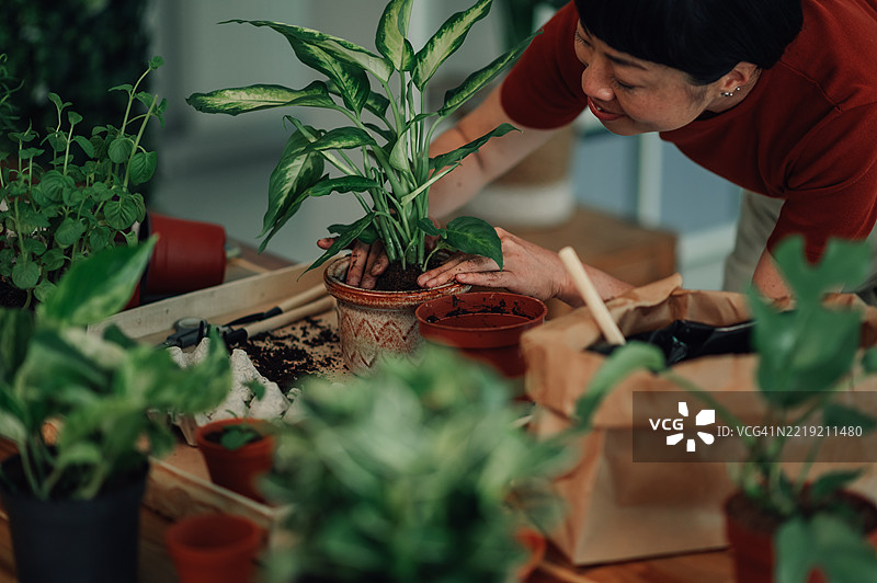 在家中为植物换盆的女性：照顾滴水观音植物图片素材