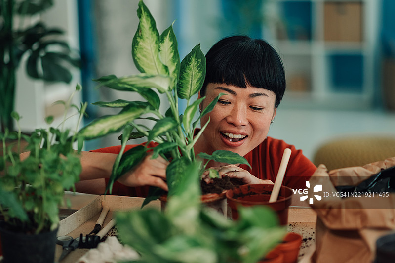女人在家里的桌子上给植物换盆图片素材