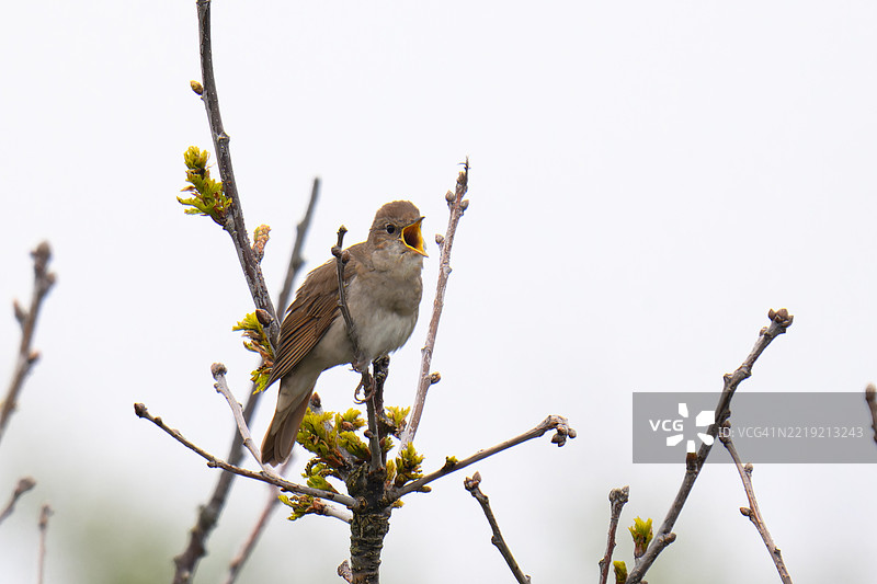 鸟儿张开嘴巴，唱着最美妙的歌曲。图片素材