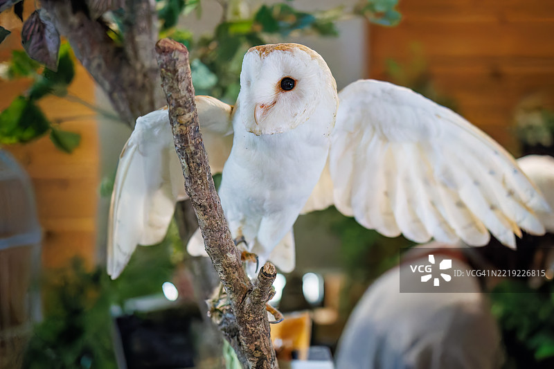 barn owl, Tyto alba 鸟。图片素材