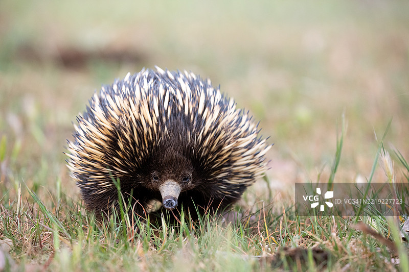 短喙针鼹在布满蓟的草地农田中行走图片素材