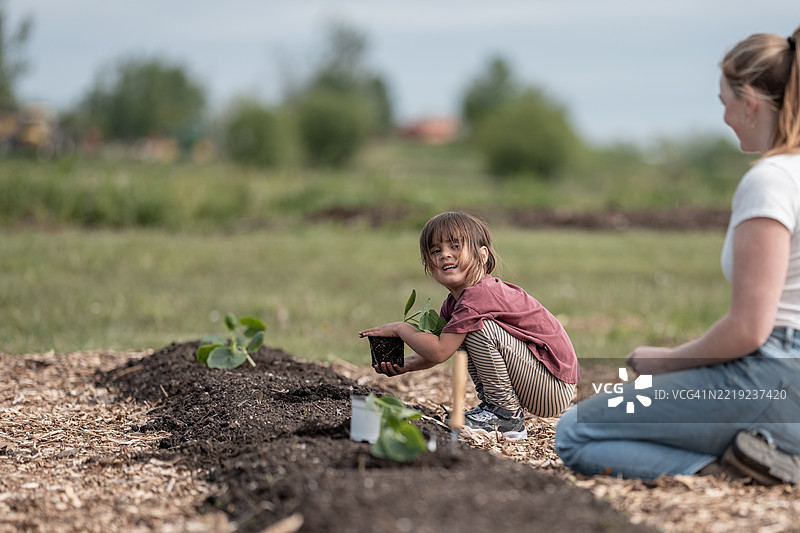孩子和父母在生机勃勃的户外花园中一起种植图片素材