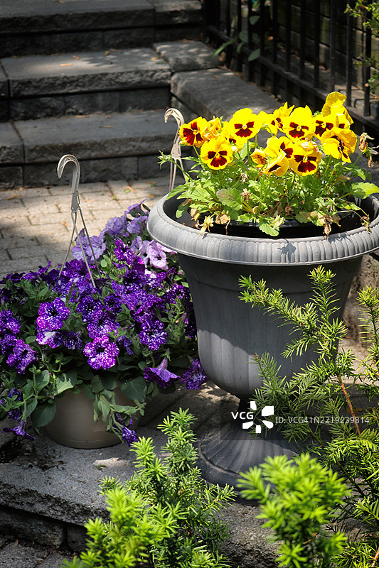 迷人的春季花园 - 三色堇与矮牵牛花！图片素材