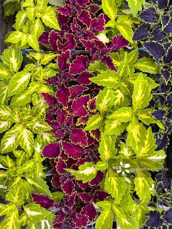 生机勃勃的彩叶草幼苗图片素材