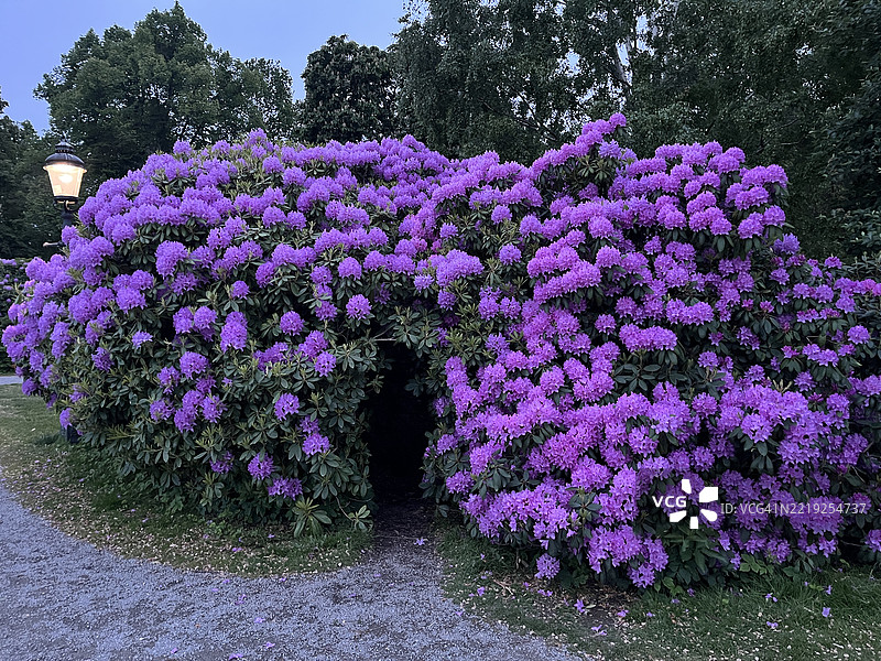 杜鹃花和栀子花盛开如潮图片素材
