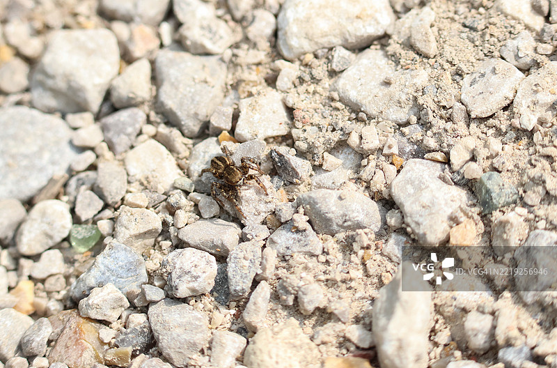 一只小型条纹跳蛛（phlegra fasciata）在石头小路上觅食。图片素材