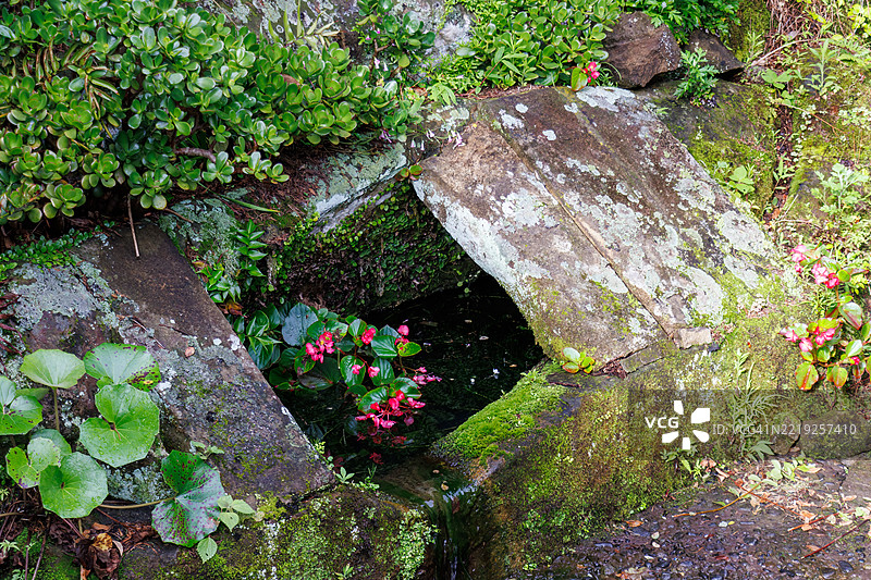 这个春天位于海边的一个山谷中。这里生长着美丽的水生植物，如白蒲公英（Ranunculus nipponicus var. submersus，毛茛科）、秋海棠（毛茛科）和蒲公英（菊科）。图片素材
