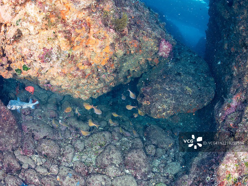 太平洋刺鱼，网纹刺鱼，大鳞士兵鱼，科氏士兵鱼，黑条扫鱼，施文基扫鱼，鱼群图片素材