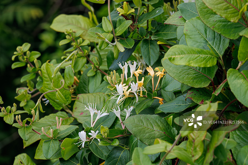 玉藤花，强柱花（忍冬科）花朵。图片素材
