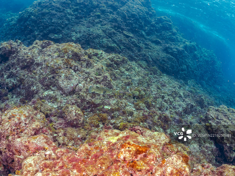 星点河豚，星河豚，星河鱼，星点河豚。图片素材