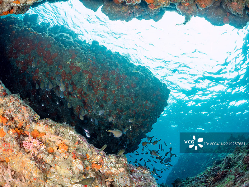 黑条扫鱼，佩姆菲里斯·施温基，鱼群图片素材