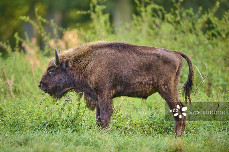 欧洲野牛（Bison bonasus），在草地上站立，春天图片素材