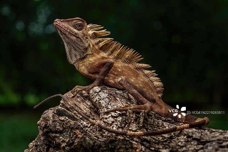 婆罗洲角头蜥蜴图片素材