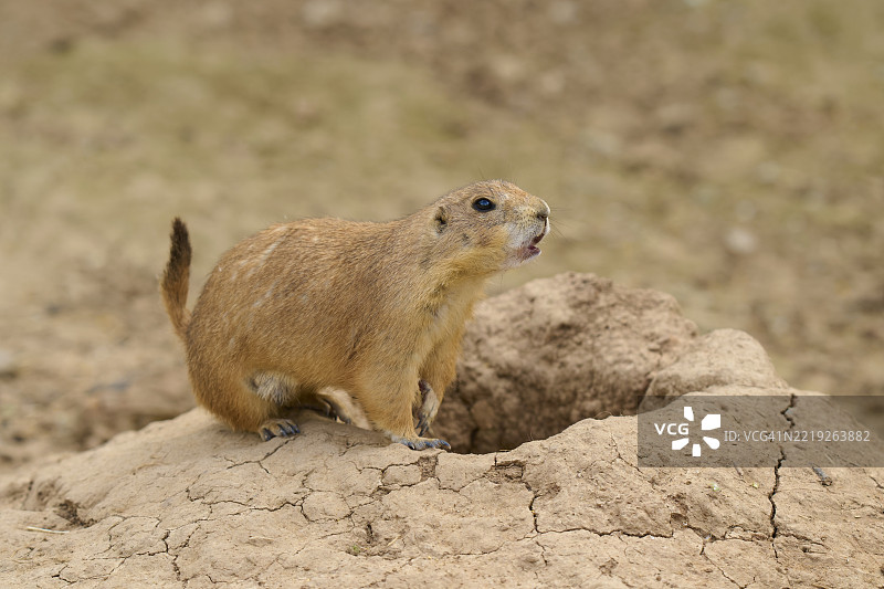 黑尾草地犬鼠（Cynomys ludovicianus），一只动物在洞穴里图片素材