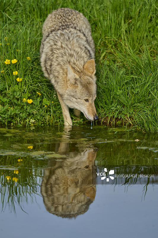 土狼（Canis latrans）在水边饮水，春天。图片素材