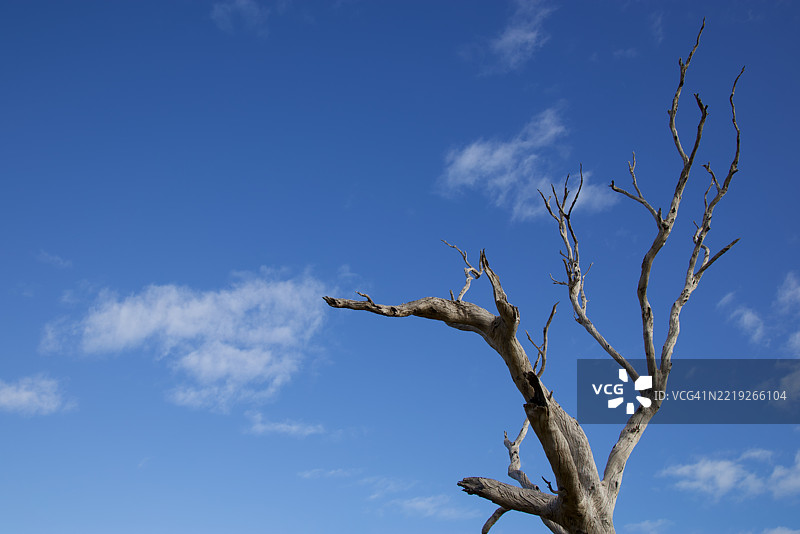 枯死的桉树与阳光明媚的蓝天相映成趣图片素材