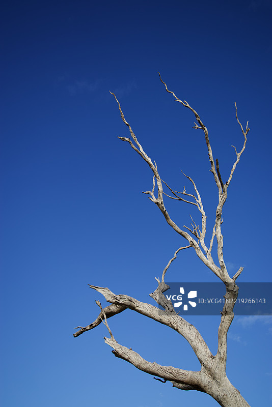 枯死的桉树在阳光明媚的蓝天下图片素材