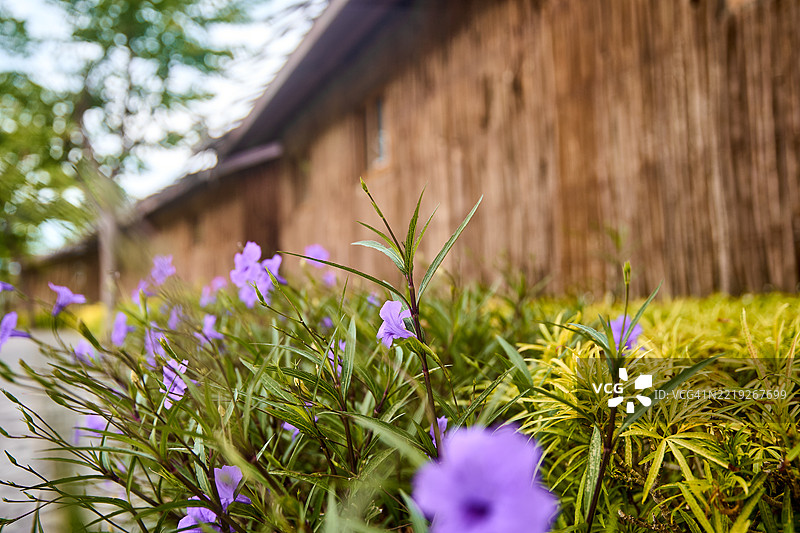 鲁埃利亚块根花的特写镜头。图片素材