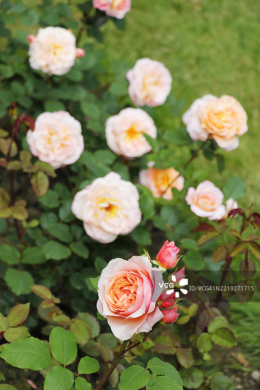 法国塞纳-马恩的玫瑰图片素材