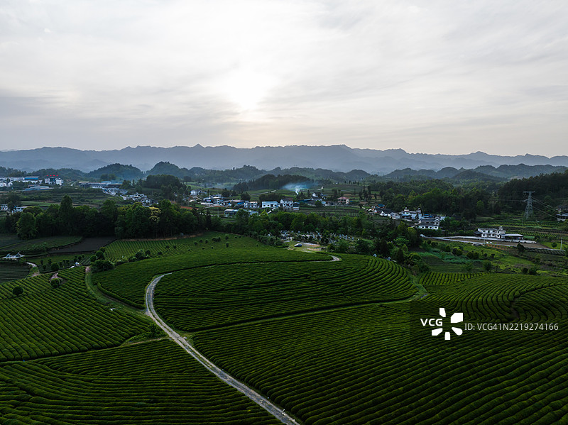 贵州的茶叶种植和村庄图片素材