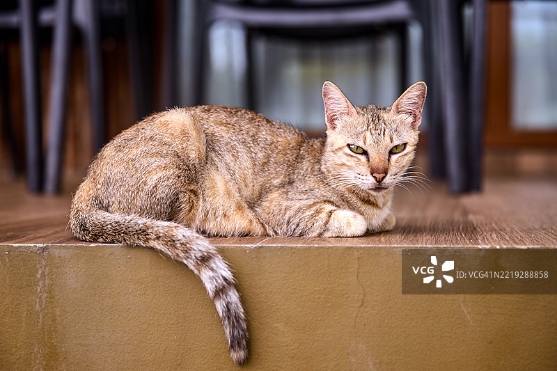 一只浅棕色毛皮和深色条纹的虎斑猫。图片素材