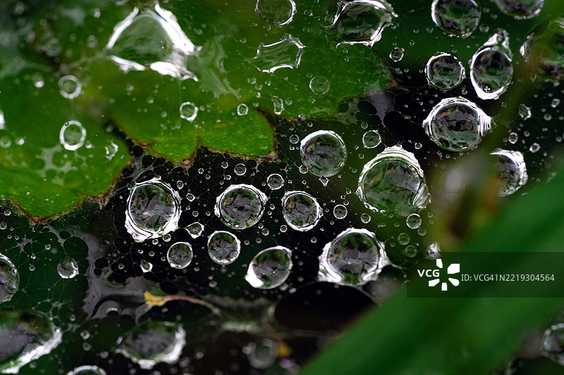 宏观摄影：蜘蛛网上的雨滴。图片素材