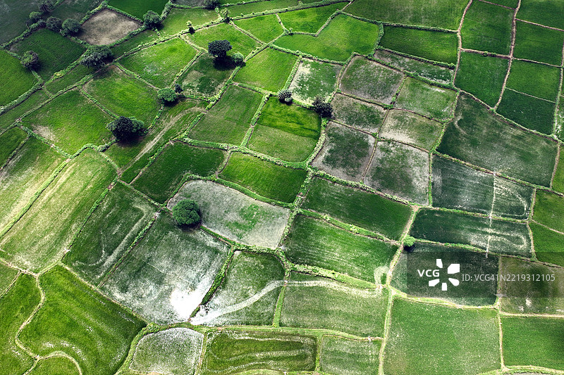 印度稻田的鸟瞰图图片素材
