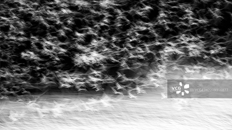 运动模糊中的雪鹅艺术图片素材