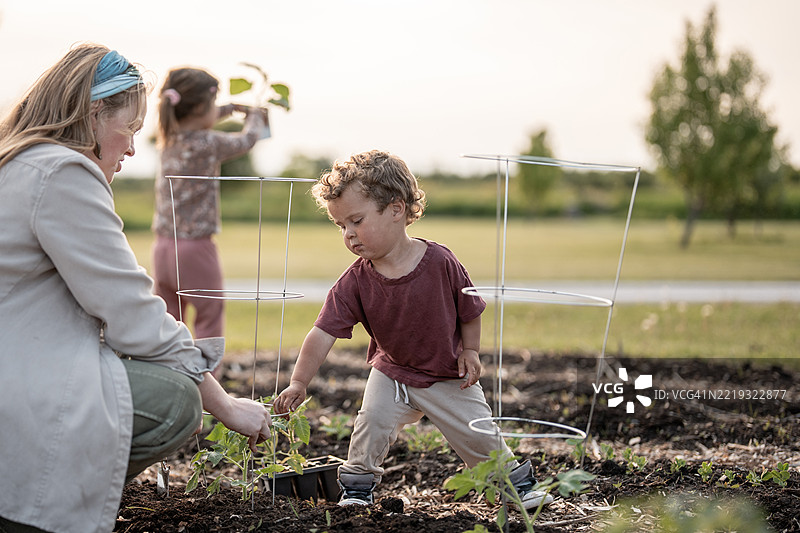 家庭在阳光明媚的户外环境中一起园艺图片素材