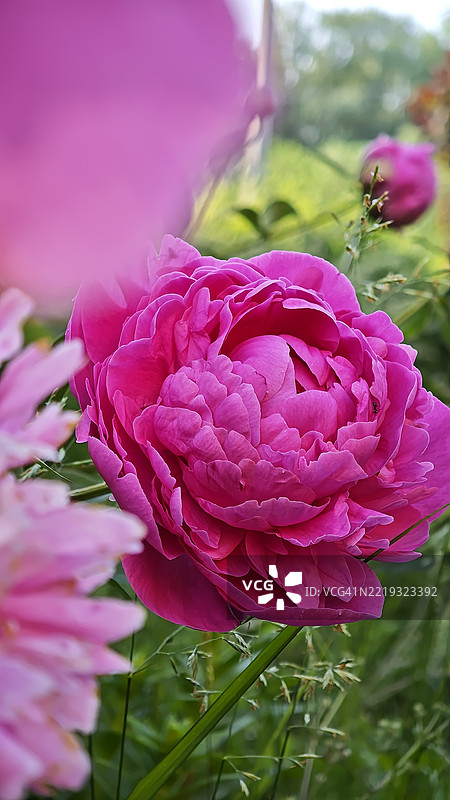 宽角度拍摄的鲜艳粉色牡丹花头图片素材