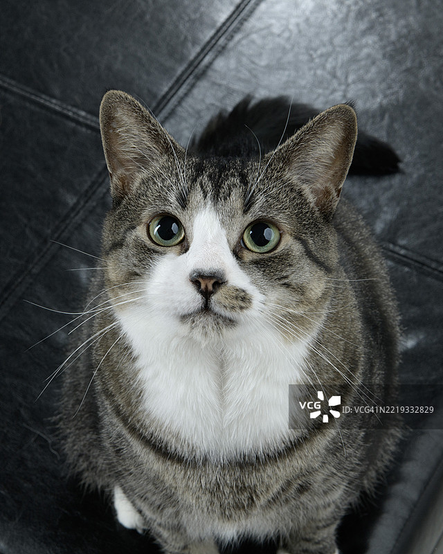 一只灰色虎斑短毛家猫正看着镜头的照片图片素材