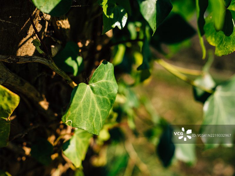 阳光下爬满树干的常春藤叶特写图片素材