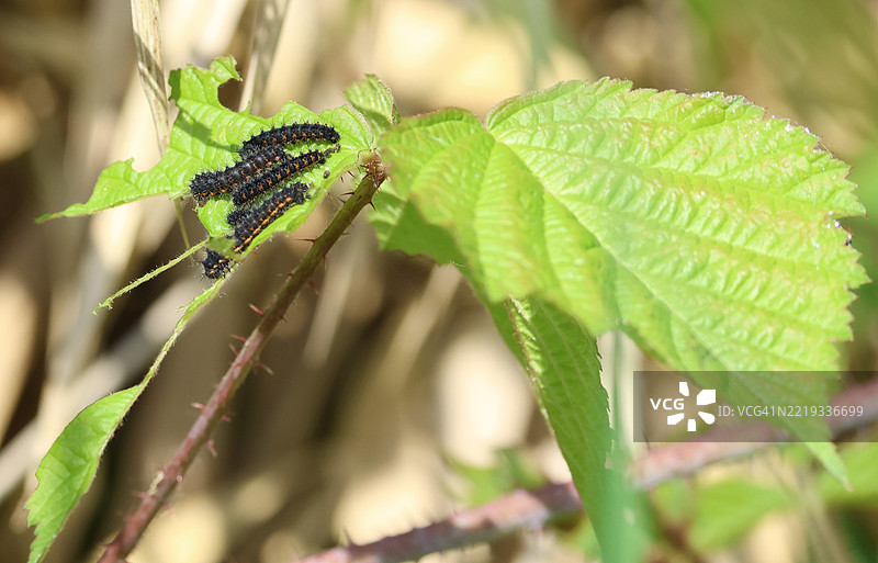 帝王蛾幼虫，学名Saturnia pavonia，正在吃黑莓灌木的叶子。图片素材