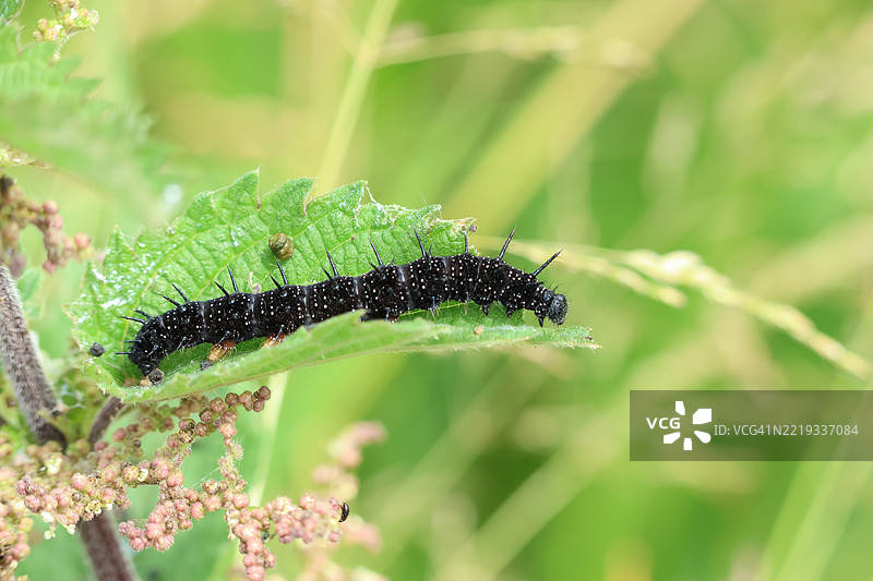 孔雀蛱蝶幼虫（Aglais io）在荨麻上进食。图片素材
