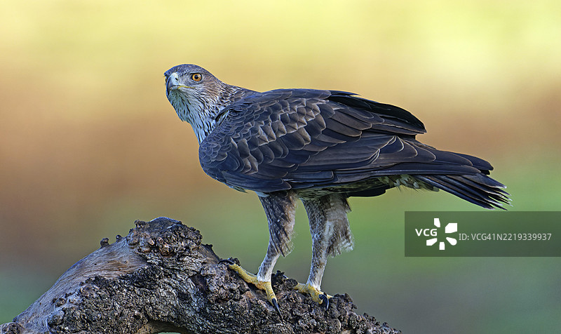 博内利鹰，条纹鹰，鸟类，猛禽，鹰，自然，树木，日出，安达卢西亚，西班牙，欧洲图片素材